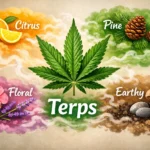 “Terps” Mean in Weed