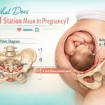 Minus 1 Station Mean in Pregnancy