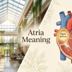 Atria Meaning | Function in the Cardiovascular System for 2026